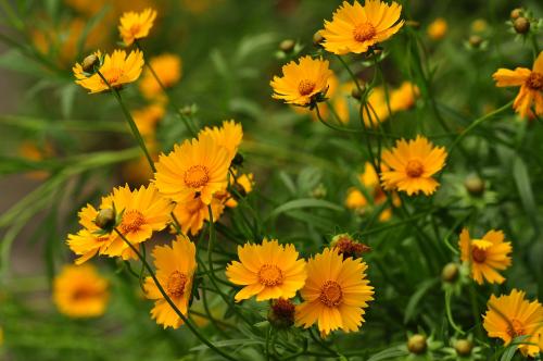 �𼦾յĹ�Ч����������Щ �󻨽𼦾յ���Ҫ��ֵ����������