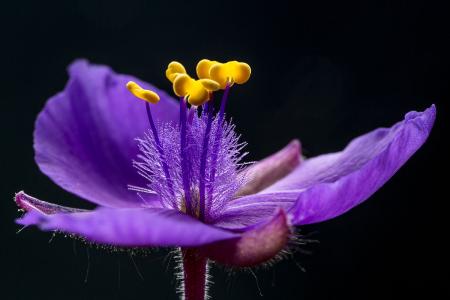 ��¶�ݵĻ���ʹ�˵��ʲô ��¶�ݻ�������һ�ι���