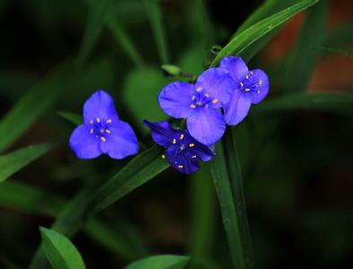 ��¶�ݵĻ���ʹ�˵��ʲô ��¶�ݻ�������һ�ι���