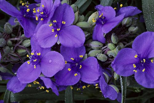 ��¶�ݵ����ú͹�Ч����Щ ��¶�ݻ��������ļ�ֵ��֪����