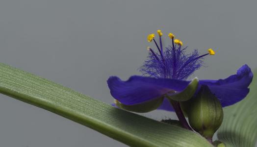 ��¶�ݵ����ú͹�Ч����Щ ��¶�ݻ��������ļ�ֵ��֪����