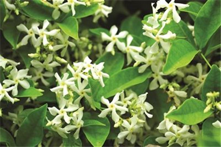 风车茉莉有毒吗毒性大吗 养殖风车茉莉需要注意哪些事项