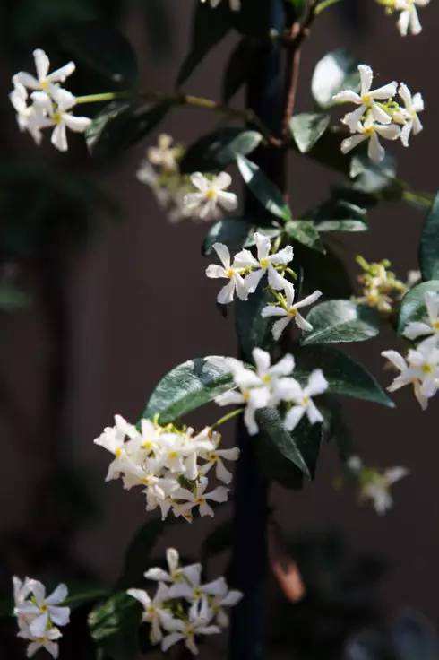 风车茉莉有毒吗毒性大吗 养殖风车茉莉需要注意哪些事项