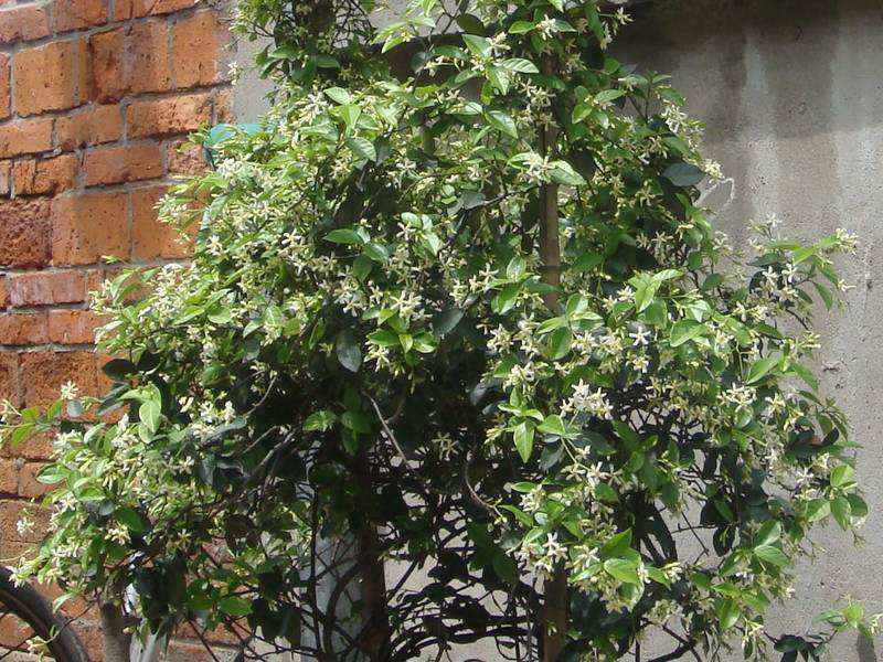 风车茉莉有毒吗毒性大吗 养殖风车茉莉需要注意哪些事项