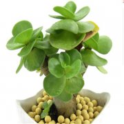 ��Ǯľ��ζ౬��ѿ ����������Ǯľ��ѿ�������ð