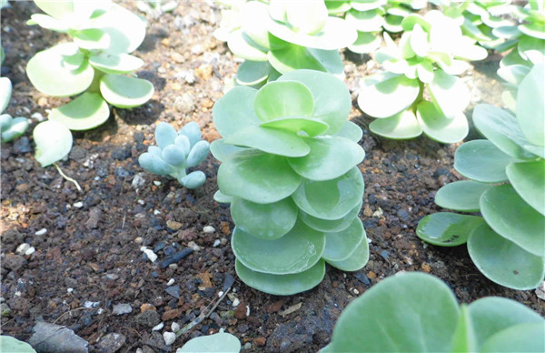 金钱木有毒吗能不能在室内养殖 金钱木的寓意你都了解吗