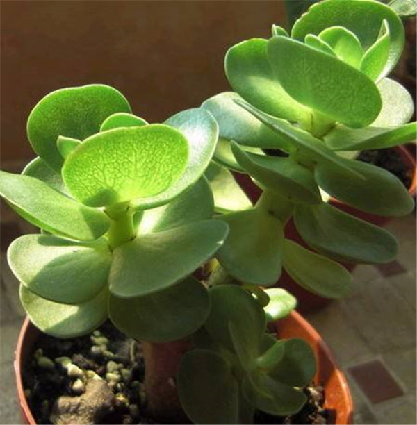 金钱木有毒吗能不能在室内养殖 金钱木的寓意你都了解吗