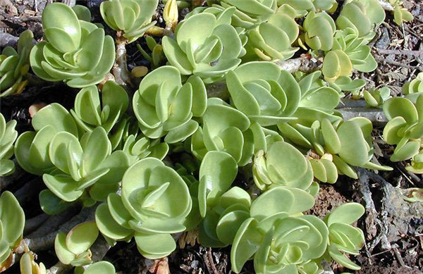 金钱木有毒吗能不能在室内养殖 金钱木的寓意你都了解吗