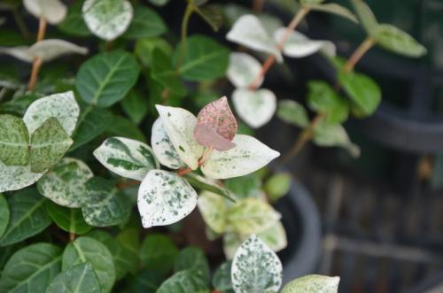 花叶络石的观赏作用你清楚吗 花叶络石真的不是一般好看哦