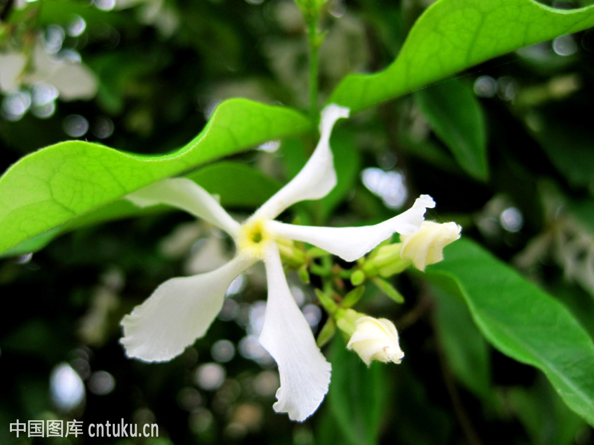 风车茉莉的花语是什么 没想到风车茉莉还有这么多作用呀