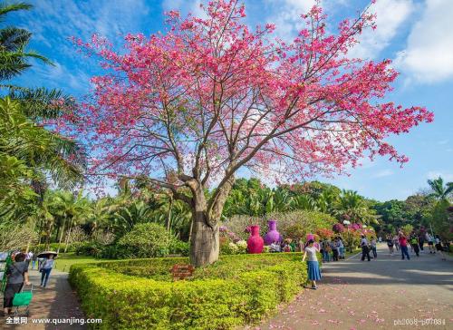 ������ľ����ʲô��ֵ ������ľ����Щ��ֵ���˽���