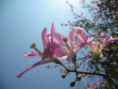 ������ľ����ʲô��ֵ ������ľ����Щ��ֵ���˽���