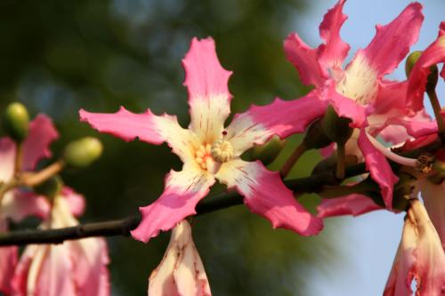 ������ľ����ʲô��ֵ ������ľ����Щ��ֵ���˽���