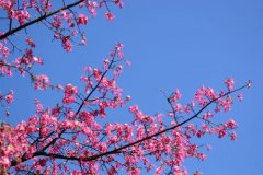 ������ľ�޵ķ�ֳ��������Щ ������������ľ�޷�ֳ��ʵ��