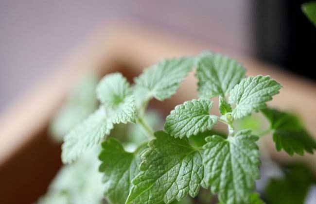 薄荷种子多久发芽你知道吗 手把手教你播种薄荷种子