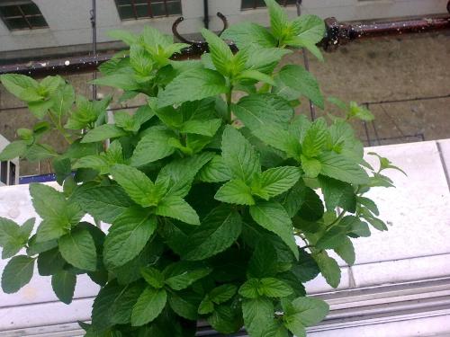 薄荷种子多久发芽你知道吗 手把手教你播种薄荷种子