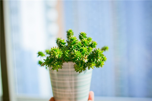 白花小松什么时候开花 没想到白花小松开花竟然这么好看