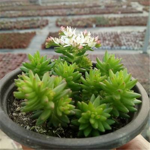 白花小松什么时候开花 没想到白花小松开花竟然这么好看