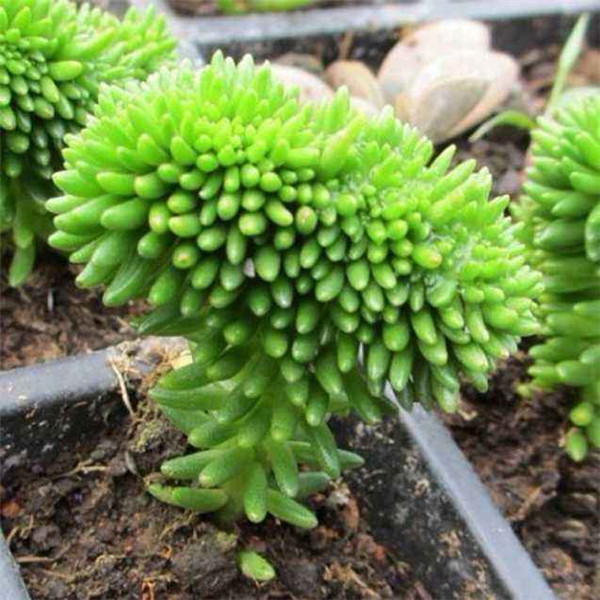 白花小松什么时候开花 没想到白花小松开花竟然这么好看