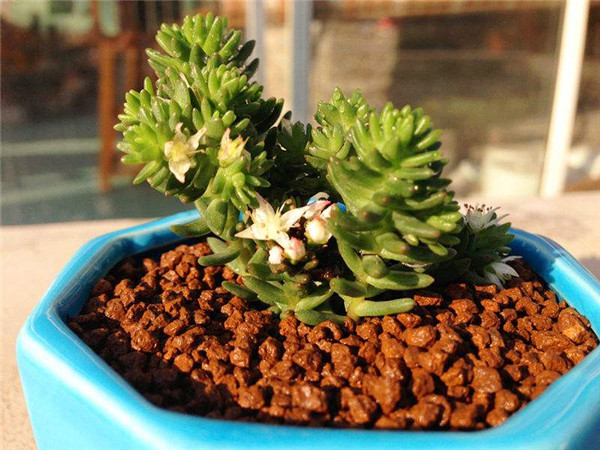 白花小松什么时候开花 没想到白花小松开花竟然这么好看