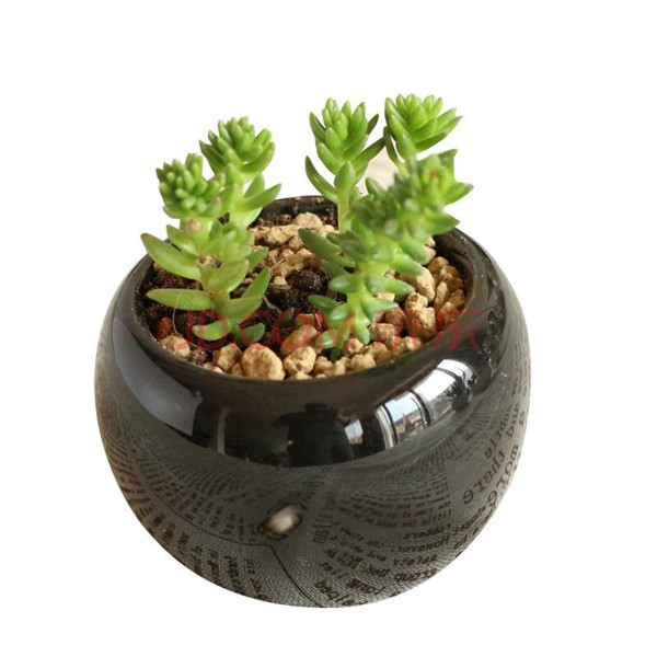 白花小松什么时候开花 没想到白花小松开花竟然这么好看