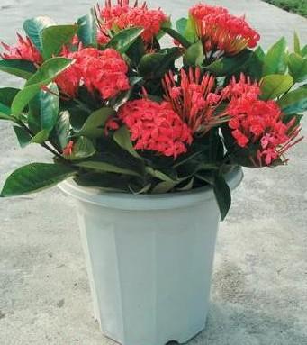 �������ж������ڼ����� û�뵽�������Ĺ�Ч��������ô��