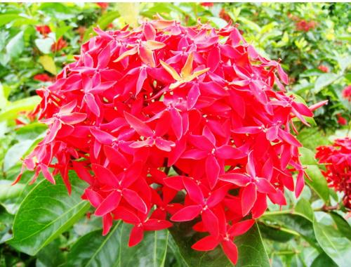 ����������Ҷ�ӵ�������ô�� ������������ô��ֳ��������