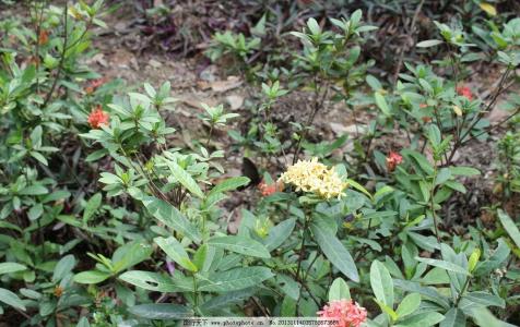 ����������Ҷ�ӵ�������ô�� ������������ô��ֳ��������