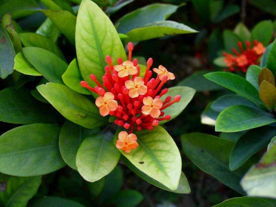 ����������Ҷ�ӵ�������ô�� ������������ô��ֳ��������