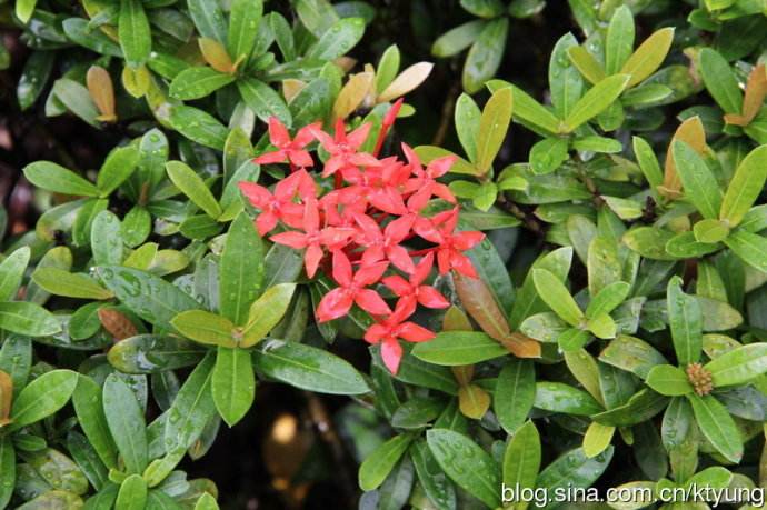 ����������Ҷ�ӵ�������ô�� ������������ô��ֳ��������