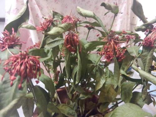 ����������Ҷ�ӵ�������ô�� ������������ô��ֳ��������