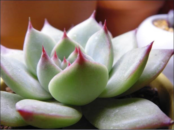 ������Ҷ�ӷ��Ƶ�����ô���� �����м�����Ҷ����ʵ�ô�������