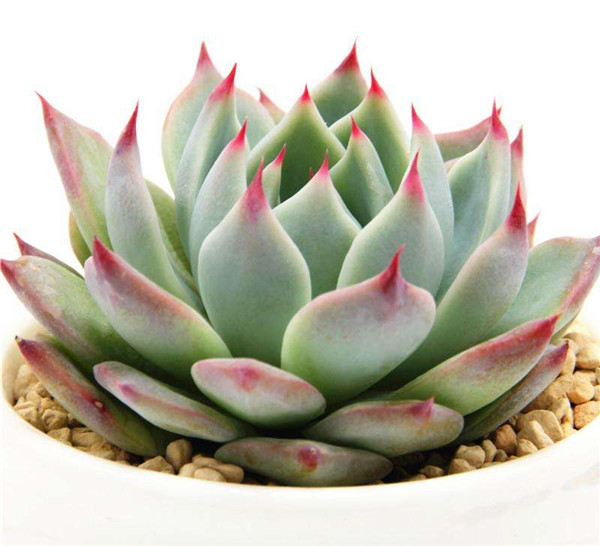 ������Ҷ�ӷ��Ƶ�����ô���� �����м�����Ҷ����ʵ�ô�������