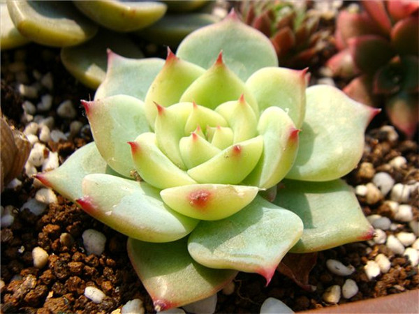 ������Ҷ�ӷ��Ƶ�����ô���� �����м�����Ҷ����ʵ�ô�������