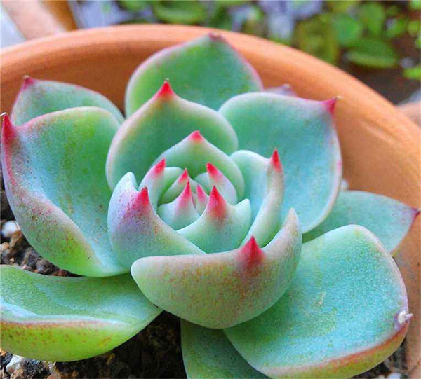 ������Ҷ�ӷ��Ƶ�����ô���� �����м�����Ҷ����ʵ�ô�������