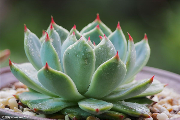 ������Ҷ�ӷ��Ƶ�����ô���� �����м�����Ҷ����ʵ�ô�������