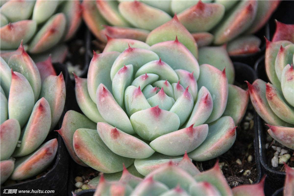 ������Ҷ�ӷ��Ƶ�����ô���� �����м�����Ҷ����ʵ�ô�������