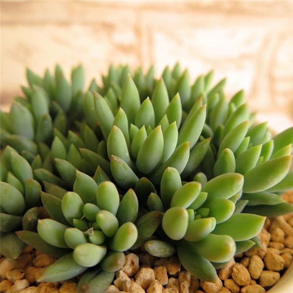 ����ǧ������ô��ͷ ǧ���ֵĿ�ͷ�������ɶ�������Ŷ