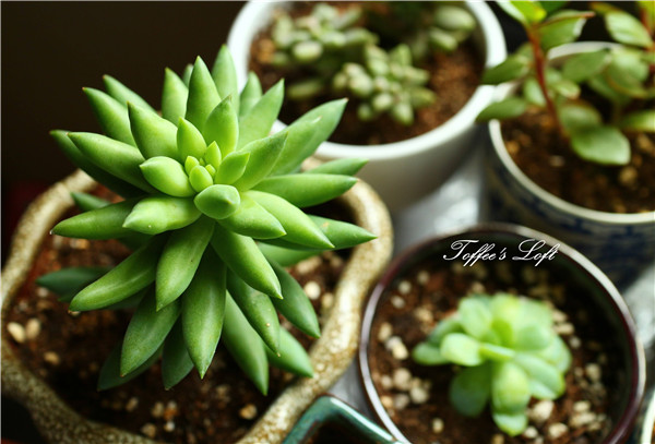 ����ǧ������ô��ͷ ǧ���ֵĿ�ͷ�������ɶ�������Ŷ