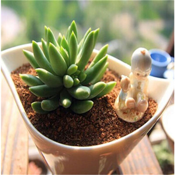 ����ǧ������ô��ͷ ǧ���ֵĿ�ͷ�������ɶ�������Ŷ