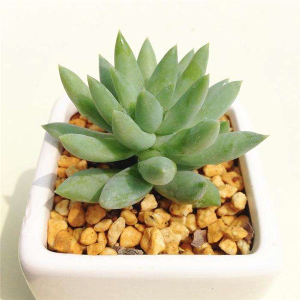 ����ǧ������ô��ͷ ǧ���ֵĿ�ͷ�������ɶ�������Ŷ