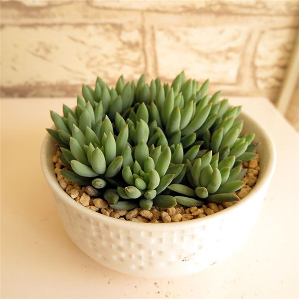 ����ǧ������ô��ͷ ǧ���ֵĿ�ͷ�������ɶ�������Ŷ