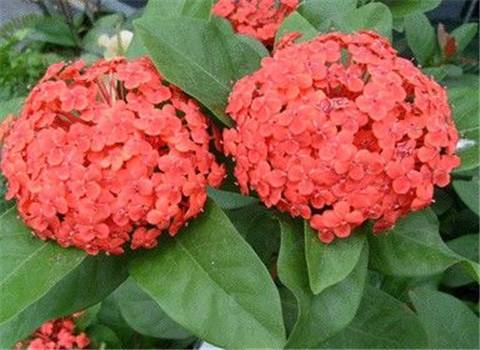 龙船花叶子干枯怎么办 2个小技巧快速解决龙船花叶子干枯问题