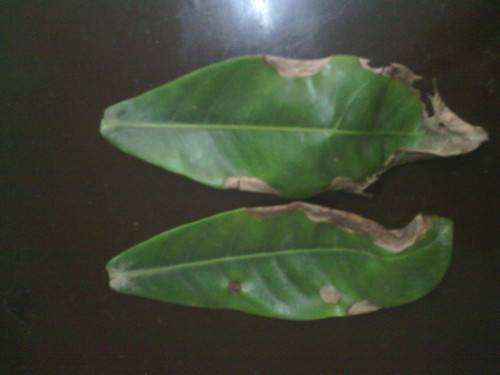 龙船花叶子干枯怎么办 2个小技巧快速解决龙船花叶子干枯问题