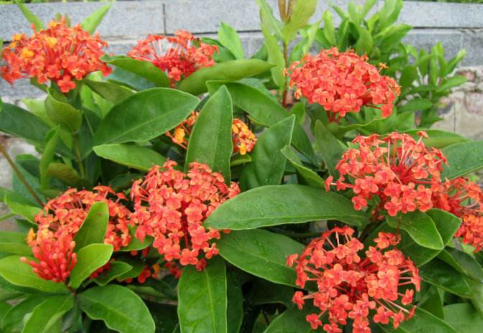 龙船花叶子干枯怎么办 2个小技巧快速解决龙船花叶子干枯问题