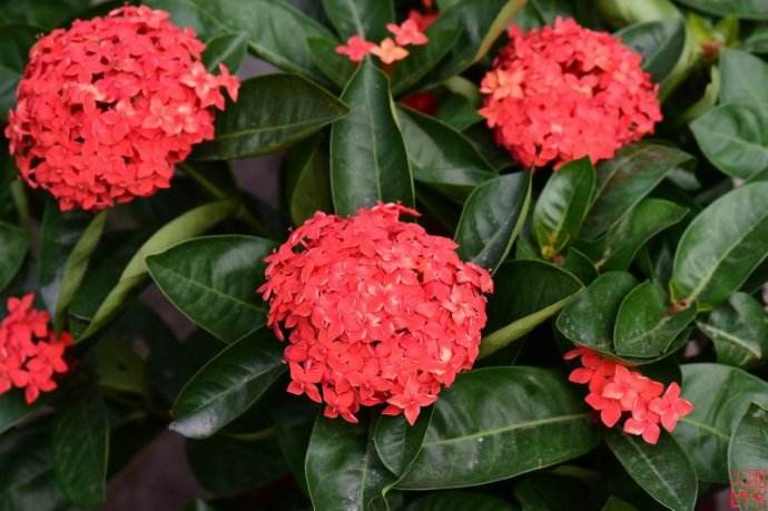 龙船花叶子干枯怎么办 2个小技巧快速解决龙船花叶子干枯问题