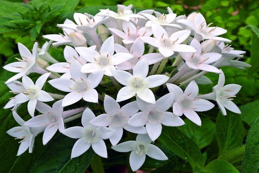 ���ǻ��Ļ�����ʲô  �벻�����ǻ�������ô�õ�Ԣ�Ⱑ