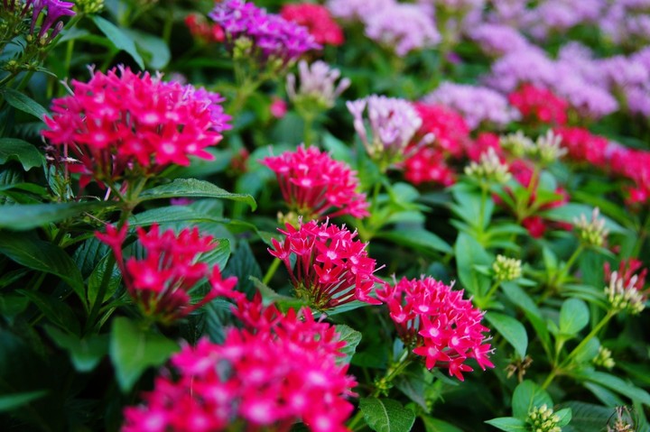 ���ǻ��Ļ�����ʲô  �벻�����ǻ�������ô�õ�Ԣ�Ⱑ