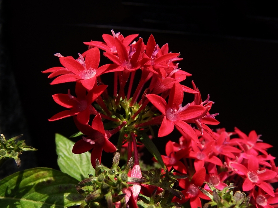 ���ǻ��Ļ�����ʲô  �벻�����ǻ�������ô�õ�Ԣ�Ⱑ