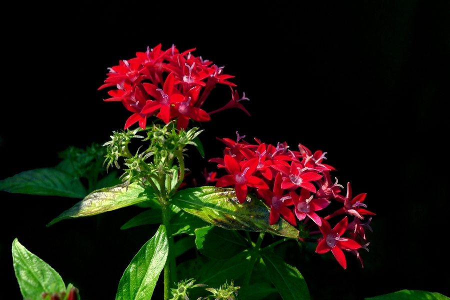 繁星花冬天需要剪掉吗 这样养护繁星花冬季不会死哦